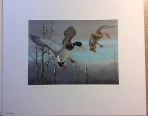 Ohio Duck Stamp Print, 1983, Harry Antis, 536/1350 No Stamp. - Picture 1 of 12