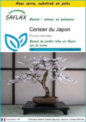 SAFLAX - Kit de culture - Cerisier du Japon - 30 Graines - Photo 1/4