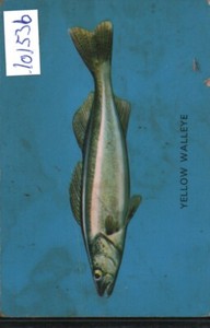 1962 Parkhurst V339-19 Fish #21 «YELLOW WALLEYE» Condition is Poor (101536)