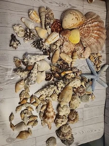 Gemischtes Muscheln Konvolut verschiedene Naturmuscheln - Bild 1 von 5
