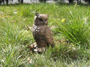 3D Ziel Bogensport Zielscheibe Bogenziel 3D-Tier Kauz farbig - Bild 1 von 1