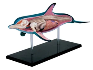 Puzzle toys dolphin anatomy modell teaching model assembled toy - Picture 1 of 5