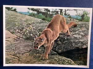 Postcard Cougar Mountain Lion on Canadian Rockies Photo Halle B133 - Picture 1 of 2