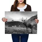 A2 - Wild Stag Deer Glencoe Scotland Poster 59.4X42cm280gsm(Bw) #36740