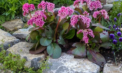 Bergenie 🤩Elefantenohr 3x Ableger rosa 1A Bodendecker Trockenresistent Robust👍 - Bild 1 von 4