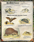 ANCIENNE AFFICHE SCOLAIRE CARTONNÉE "Mammifères vertébrés" Deyrolle vers 1900
