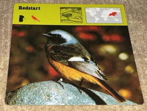 Vintage 1976 Tierkarte - Redstart - Gedruckt in Japan - Bild 1 von 4