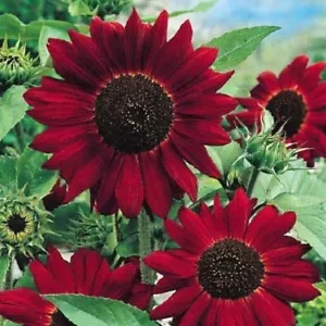 RED GIANT SUNFLOWER - RED SUN - HELIANTHUS ANNUUS - 200 FLOWER SEEDS -LARGE PACK - Picture 1 of 2