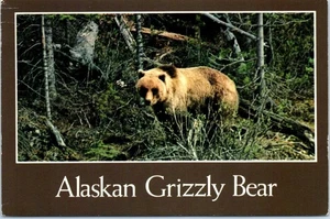 Alaskan Grizzly Bear Alaska Postcard - Picture 1 of 2