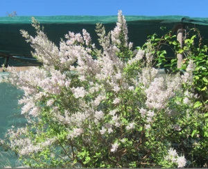 Nutmeg / Ginger Bush~Tetradenia Riparia~Iboza* NATIVE BEE, well rooted PLANT - Picture 1 of 4
