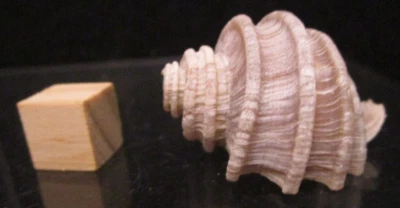 * Best Ever Fossil Ecphora gardnerae Sea Shell Gastropod Miocene Age Maryland - Image 1 of 4