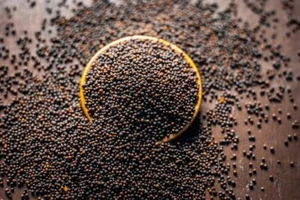 Mustard Seeds Ceylon Organic Natural Spices Brassica Juncea Free Shipping 100% - Picture 1 of 9