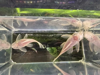 Par de plecos de nariz de cerdas blancas como la nieve WYSIWYG Foto 1 de 4