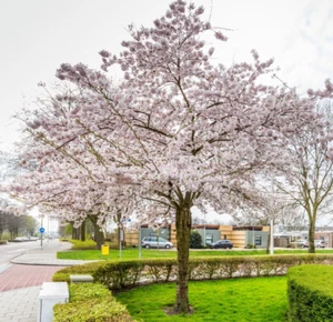 Autumn Cherry Tree (6-12") - Picture 1 of 2