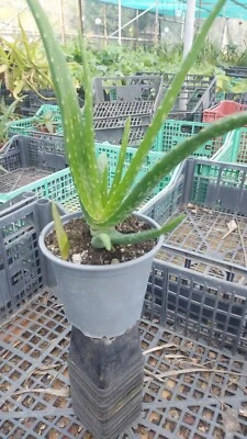 Pianta Aloe Vera vaso 14 cm - Immagine 1 di 3