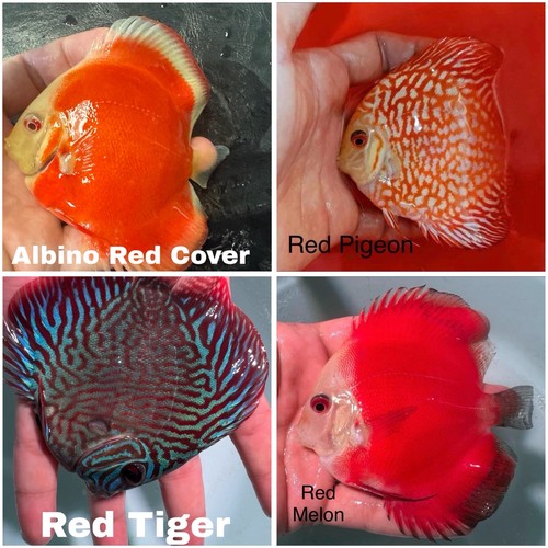 Pack of 4 Live Discus Fish 3.75