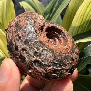 122G STUPENDA Stura Completa Intero Permiano Nero Ammonite Fossile Mollusca Timor - Foto 1 di 15