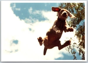 Postcard Weimaraner Puppy Jumping William Wegman Flying Pup - Picture 1 of 2