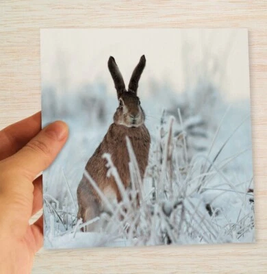 RED FROG DESIGNS Hare Christmas Cards & Packs Brown Hare Wildlife Nature Xmas cards FREEPOST