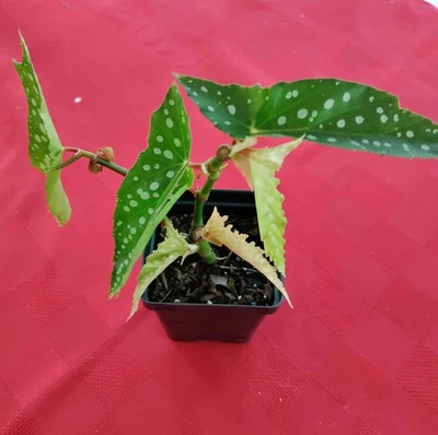 Begonia 'My Special Angel' plant 3.25" pot - polka dot begonia - Image 1 of 2