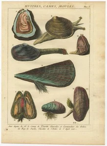 Pl. 5 Antique Print of various Marine Snails and Shells by D'Argenville (1757) - Picture 1 of 1