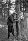 Hunting Insects Under The Peel Of The Trees During The Winter About Old Photo