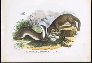 Donnola (Weasel) & Martora (Marten) - Boschi-Petraroja 1863 - Picture 1 of 1