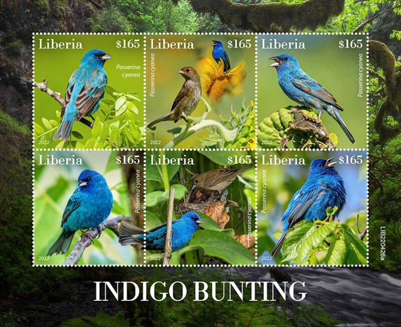 Liberia - 2022 Indigo Bunting Birds - 6 Stamp Sheet - LIB220426a - Image 1 of 1