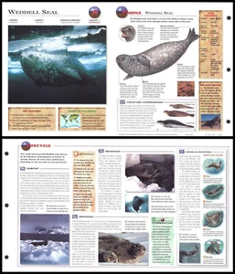 Faltbogen - Weddell Seal - 39 - Bild 1 von 1
