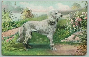 Toy White Poodle With Brush Hair Tail Looks Up~Loves A Walk In The Park~Lake - Picture 1 of 2