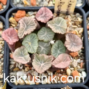 Haworthia maughanii -Hiroschi- 10seeds harvest 2024 - Picture 1 of 3