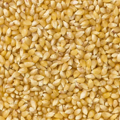 Amish Country Popcorn - Baby White Hulless Popcorn - Image 1 of 2