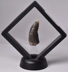 FOSSIL DINOSAUR TOOTH, AFROVENATOR ABAKENSS, NIGER F283 - Bild 1 von 6