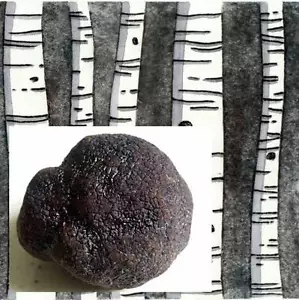 Truffle Tree (Silver Birch inoculated with the Black Summer or Burgundy Truffle) - Picture 1 of 5