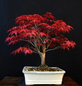 BONSAI JAPANISCHER ROTER FÄCHERAHORN ACER PALMATUM "DESHOJO" OUTDOOR - Bild 1 von 7