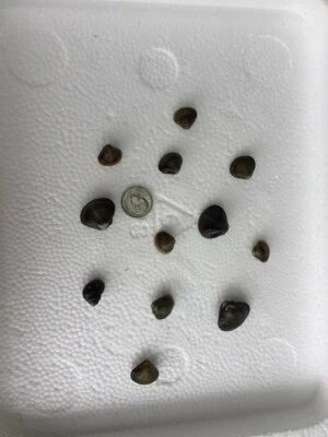 Tres almejas vivas de agua dulce: perfectas para acuarios y estanques Foto 1 de 4