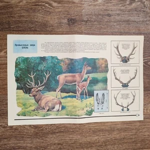 HIRSCHJAGD ORIGINAL VINTAGE POSTER - Bild 1 von 2