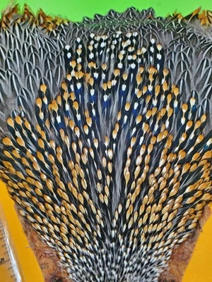 Capa Jungle Cock Grado AA 10-20 Foto 1 de 4