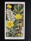No.38 SILVER WEED - Wild Flowers (Adhesive) - W.D.& H.O.Wills 1936