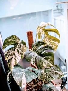 Monstera Deliciosa Albo Marilyn Var (Extrem Selten ) - Bild 1 von 2