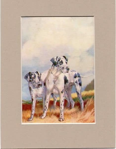 ~ HARLEQUIN GREAT DANES ~ Ward Binks Colour Print Genuine Vintage 1947 - Picture 1 of 2