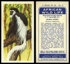 Colobus Monkey #6 African Wild Life 1962 Brooke Bond Tea Card