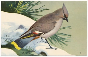 Bohemian Waxwing - National Wildlife Federation Postcard 1959 - Picture 1 of 2