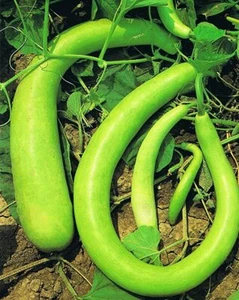 20 KÜRBISKERNE - ZUCCHINI - LANGE SIZILIANISCHE SCHLANGE - sehr lange Lagenaria- - Bild 1 von 1