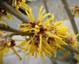 Hamamelis brevipetala - Lichtmess Zaubernuss Brevipetala - Winterblüher -  ... - Bild 1 von 1
