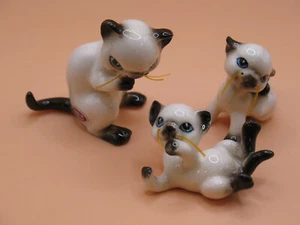 Drei (3) ungewöhnliche entzückende kleine siamesische Kätzchen/Katzen mit Schnurrhaaren! Japan - Bild 1 von 10