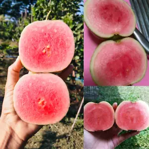 Guayaba híbrida BeauFlora (guayaba diamante rojo, planta de capas) 1 planta de raíz desnuda - Imagen 1 de 2