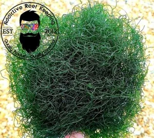 2" Frag Chaetomorpha Macro Algae Chaeto for Copepods Amphipod Reef - Picture 1 of 1