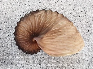 Argonautidae Argonauta Hians75 mm collectors sea shell - Picture 1 of 3