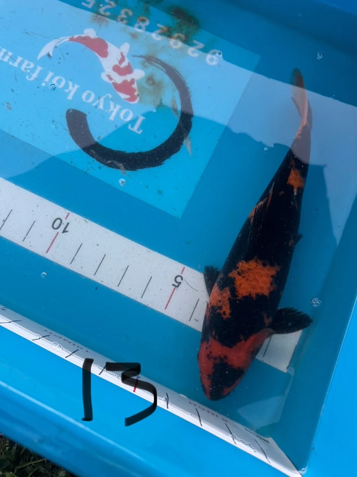 13 inches shinada hi utsuri Japanese Koi Atlanta  - Image 1 of 1